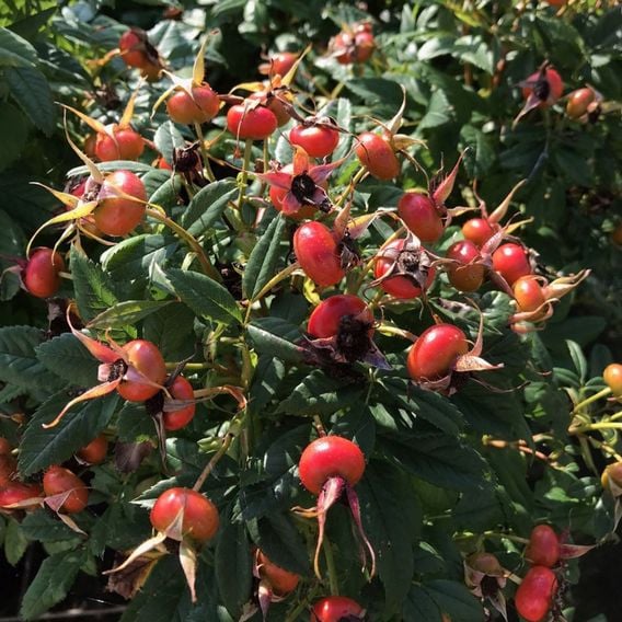 Rose 'Jam-A-Licious'