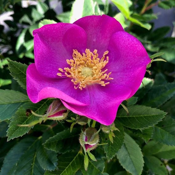 Rose 'Jam-A-Licious'