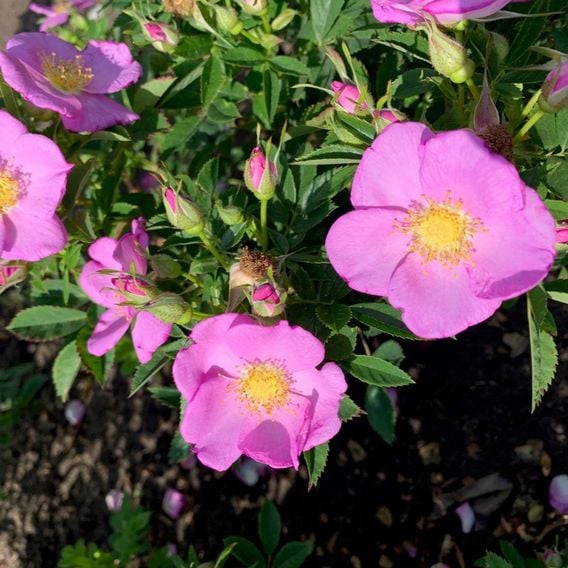 Rose 'Jam-A-Licious'