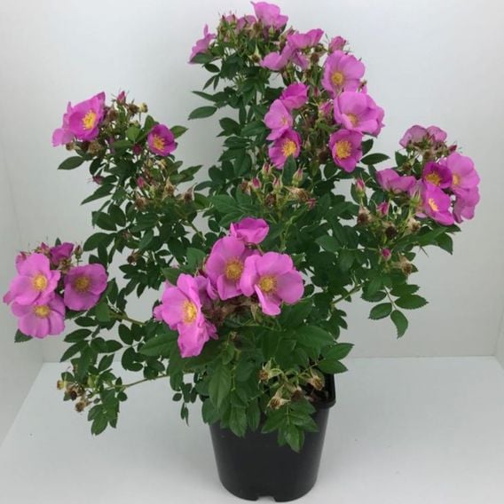 Rose 'Jam-A-Licious'