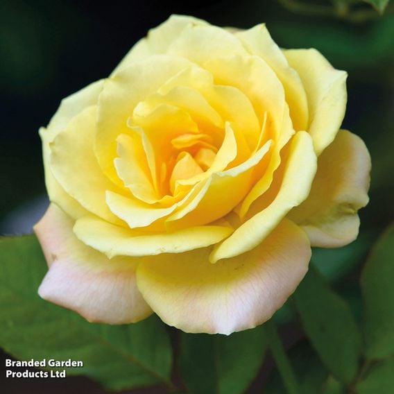 Rose 'Laura Ford' (Climbing Rose)