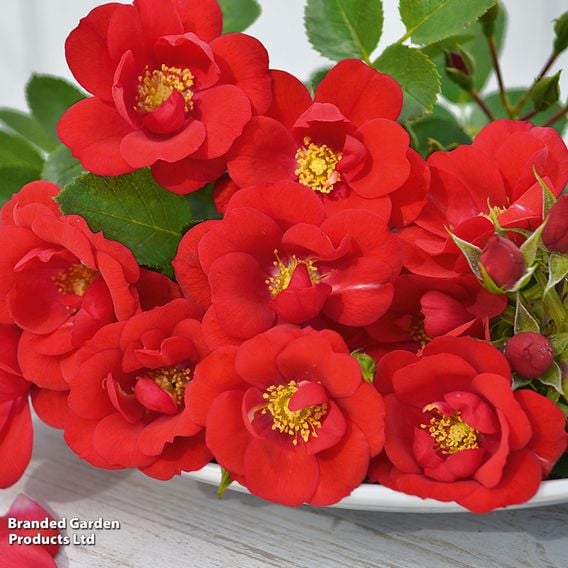 Rose 'Lots of Kisses' (Shrub Rose)