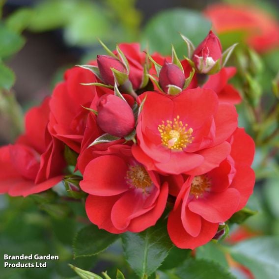 Rose 'Lots of Kisses' (Shrub Rose)