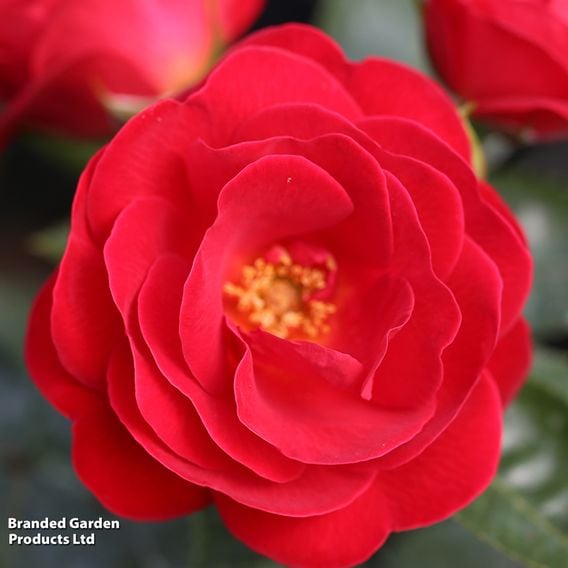 Rose 'Lots of Kisses' (Shrub Rose)