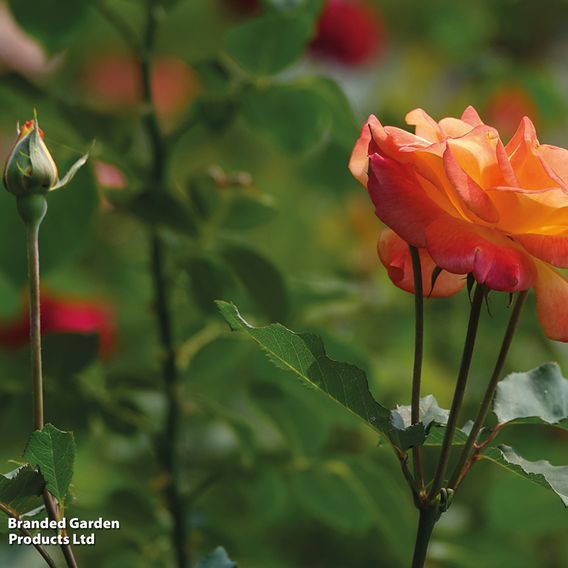 Rose 'Climbing Masquerade'