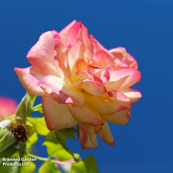Rose 'Climbing Masquerade'