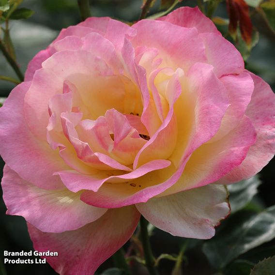 Rose 'Climbing Masquerade'