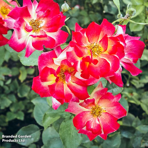 Rose 'Climbing Masquerade'