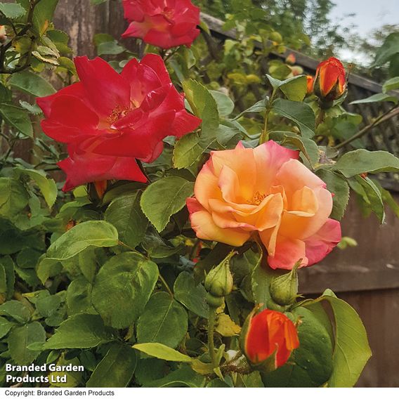 Rose 'Climbing Masquerade'