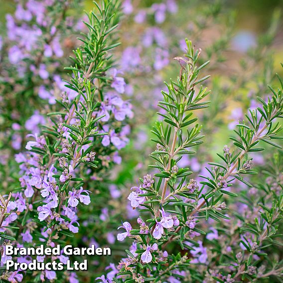 Rosemary 'Miss Jessop's Upright'