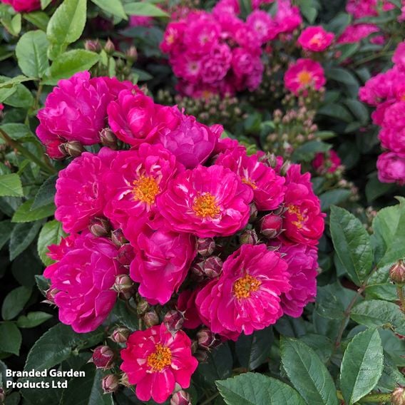 Rose 'Perfumy Siluetta' (Rambling)