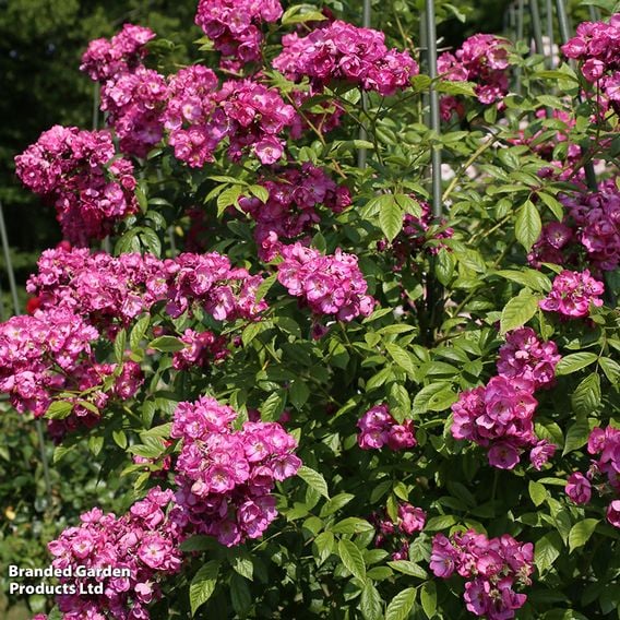Rose 'Perfumy Siluetta' (Rambling)
