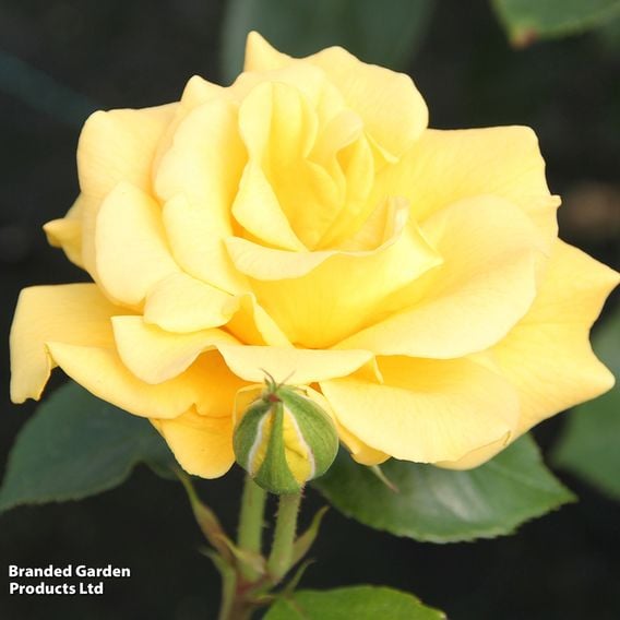 Rose 'Precious Gold' (Floribunda Rose)