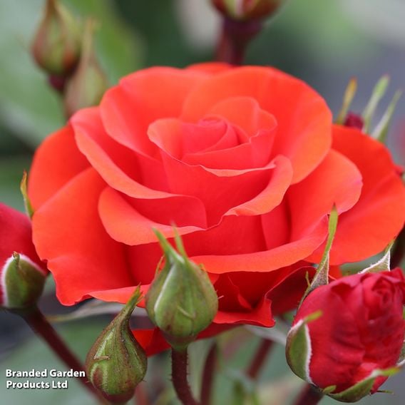 Rose 'Precious Love' (Floribunda Rose)