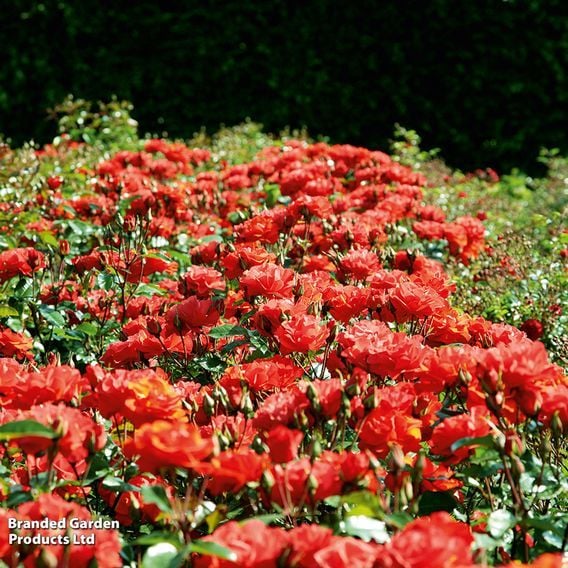 Rose 'Precious Love' (Floribunda Rose)