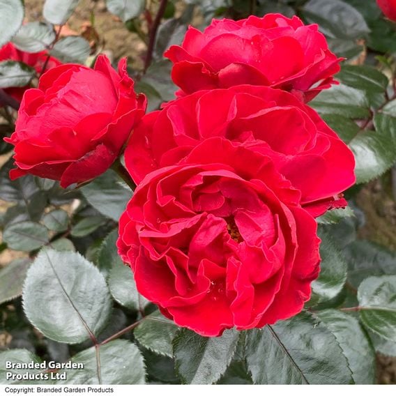 Rose 'Precious Ruby' (Floribunda Rose)