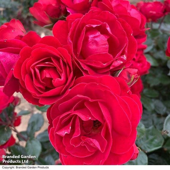 Rose 'Precious Ruby' (Floribunda Rose)