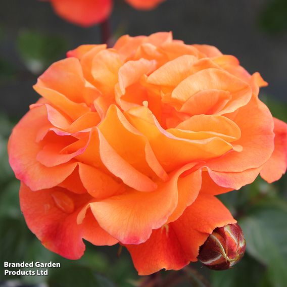 Rose 'Precious Amber' (Floribunda Rose)