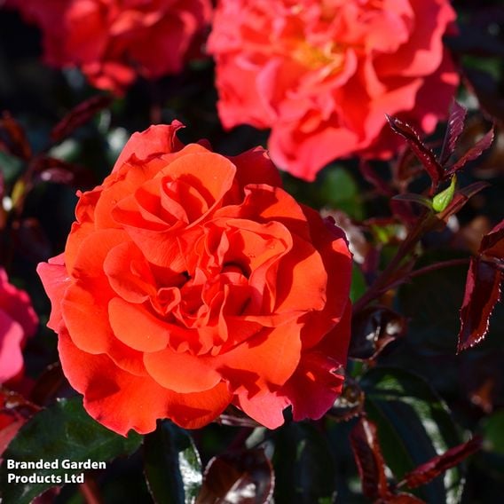 Rose 'Precious Day' (Floribunda Rose)