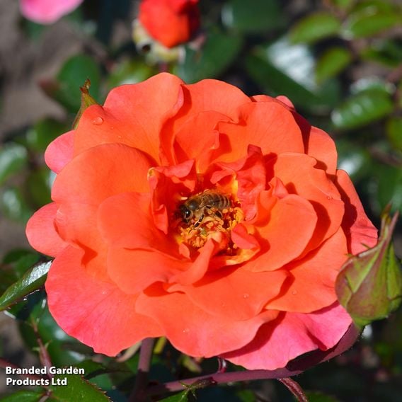 Rose 'Precious Day' (Floribunda Rose)