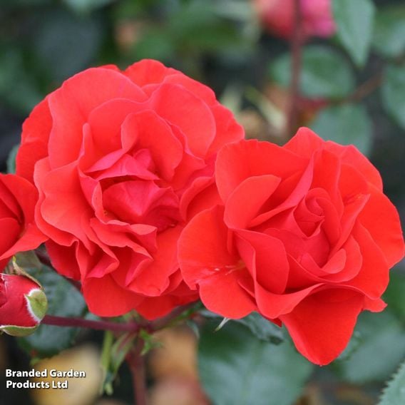 Rose 'Precious Love' (Floribunda Rose)