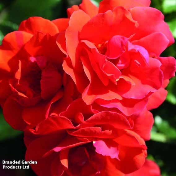 Rose 'Precious Love' (Floribunda Rose)