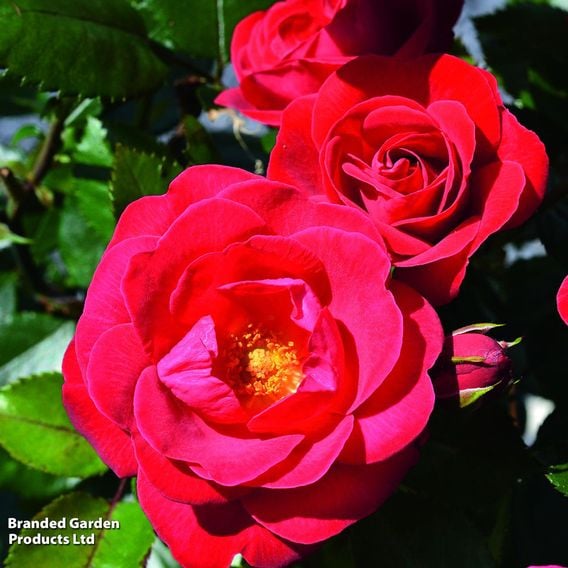 Rose 'Precious Ruby' (Floribunda Rose)
