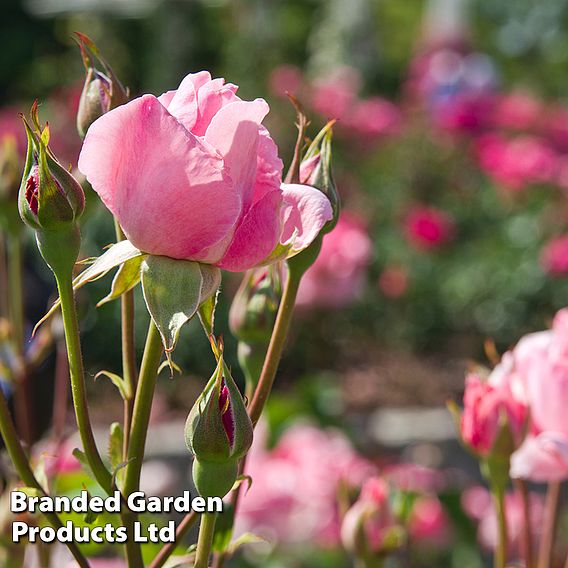 Rose 'Queen Elizabeth' (Floribunda Rose)