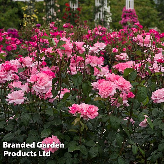 Rose 'Queen Elizabeth' (Floribunda Rose)