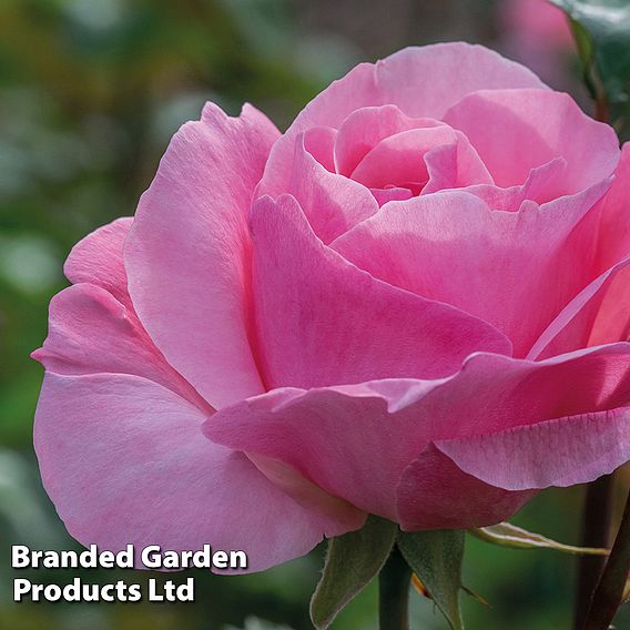 Rose 'Queen Elizabeth' (Floribunda Rose)