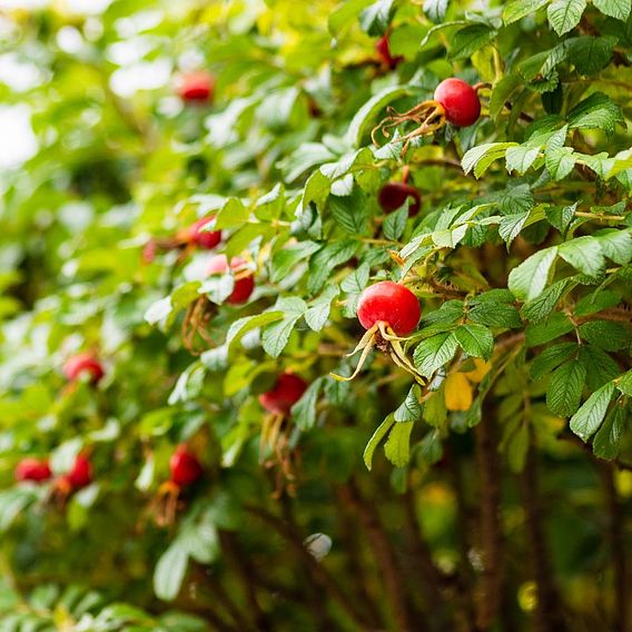 Ramanas Rose (Hedging)