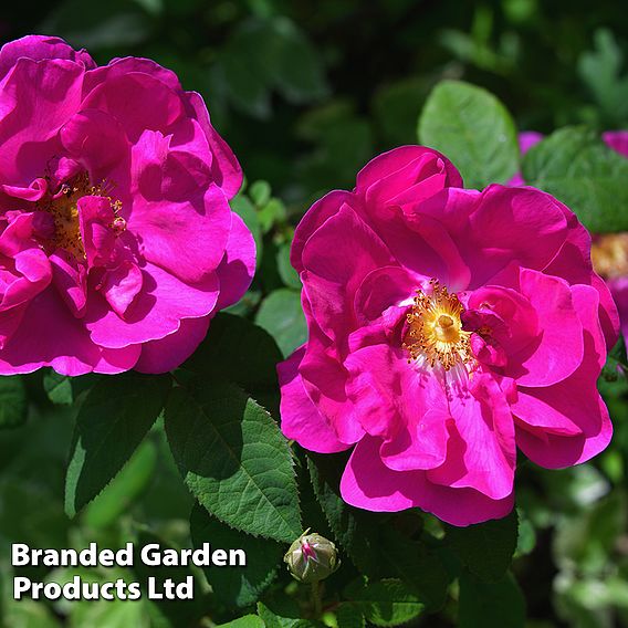 Rose rugosa 'Rubra' (Species Shrub Rose)