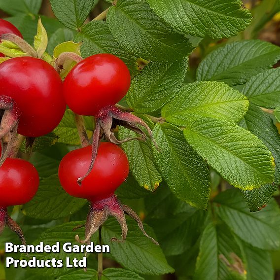 Rose rugosa 'Rubra' (Species Shrub Rose)