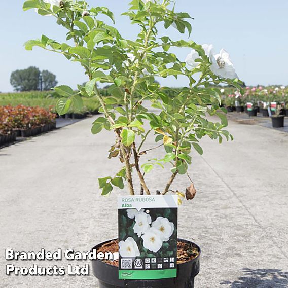 White Ramanas Rose (Hedging)