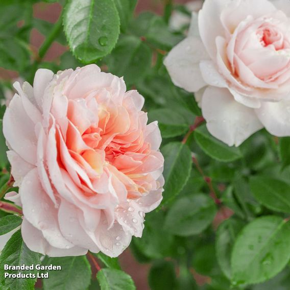 Rose 'Sabrina' (Climbing)