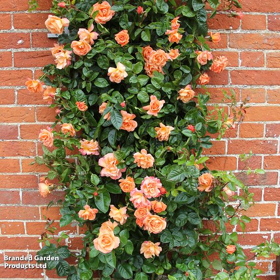 Rose 'Scent from Heaven'