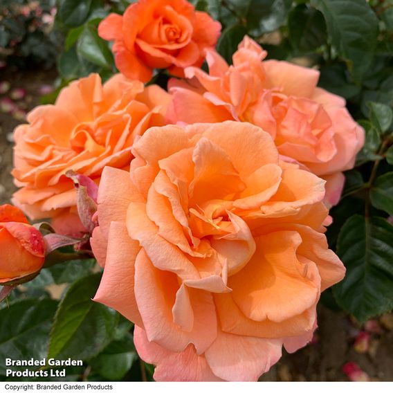 Rose 'Scent from Heaven'