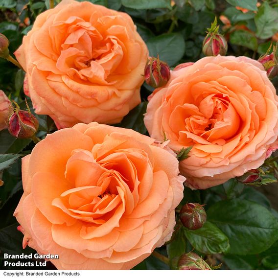 Rose 'Scent from Heaven'