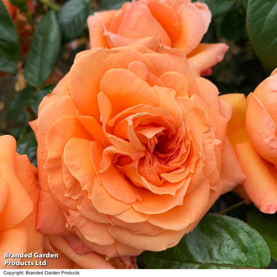 Rose 'Scent from Heaven'