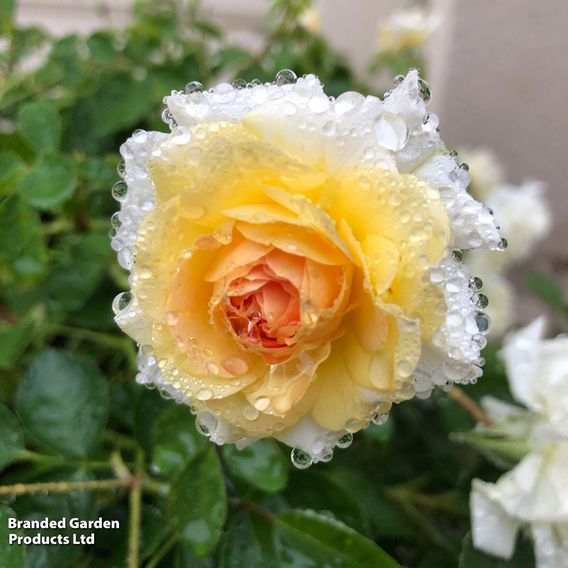 Rose 'Scentifall Lemon'