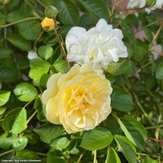 Rose 'Scentifall Lemon'
