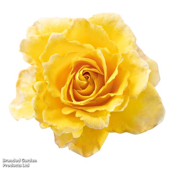 Rose 'Scentifall Lemon'