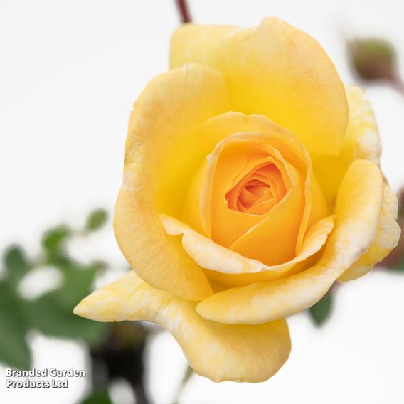 Rose 'Scentifall Lemon'