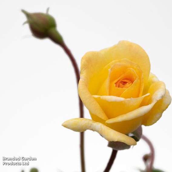 Rose 'Scentifall Lemon'