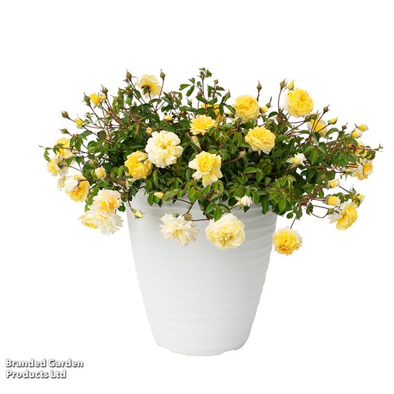 Rose 'Scentifall Lemon'