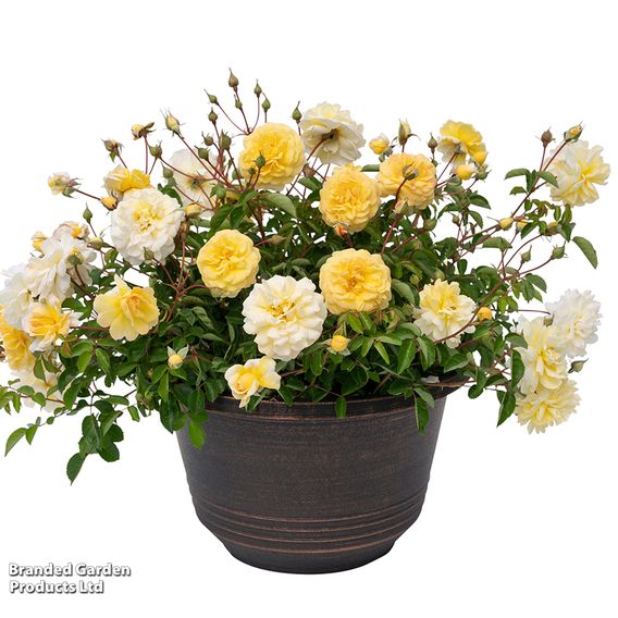Rose 'Scentifall Lemon'