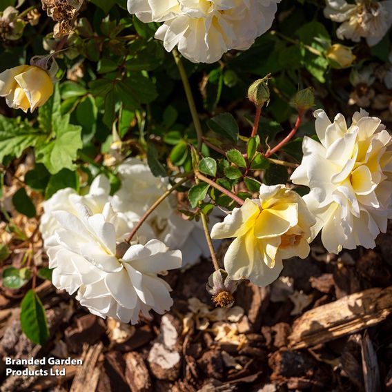 Rose 'Scentifall Lemon'