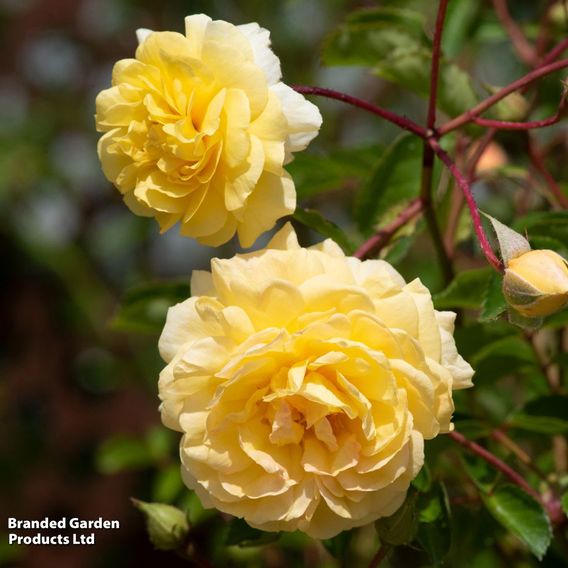 Rose 'Scentifall Lemon'