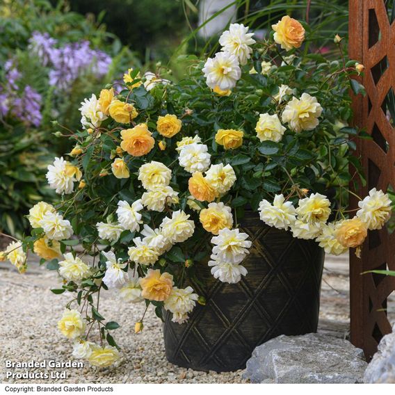 Rose 'Scentifall Lemon'