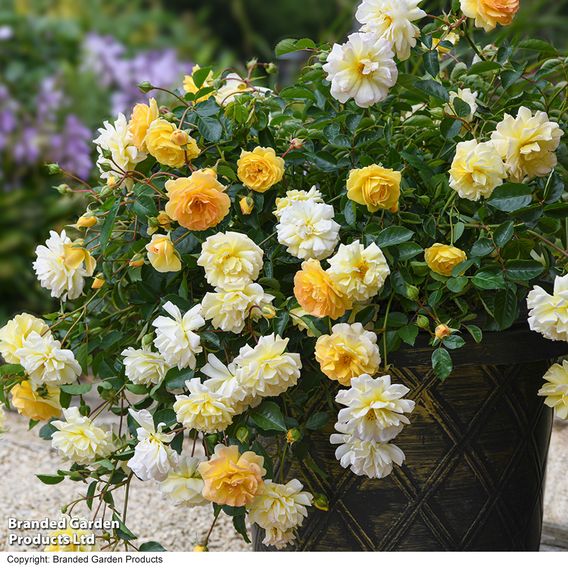 Rose 'Scentifall Lemon'